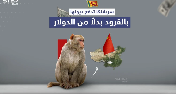 بعد تعثرها عن سداد ديونها.. سريلانكا تستعين بالقرود لتسديد قروضها للصين
