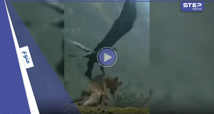 بالفيديو|| نسر يحمل ذئب ضخم من الأرض ويحلق به وسط عاصفة هوجاء في مشهد نادر