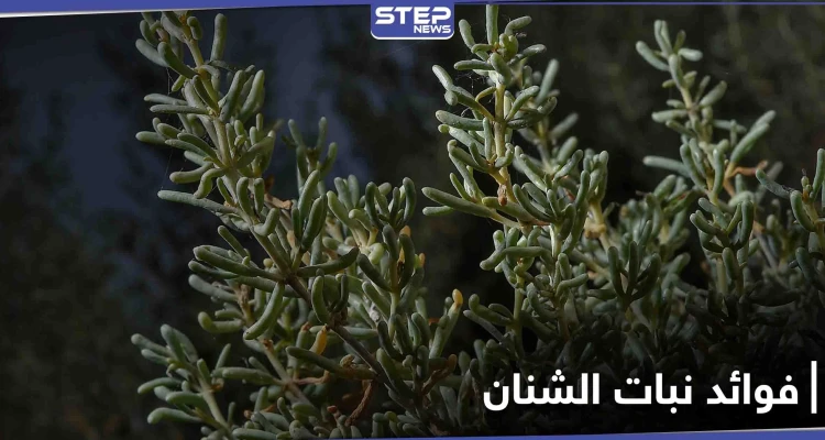 نبات الشنان صيدلية تقدمها لنا الطبيعة
