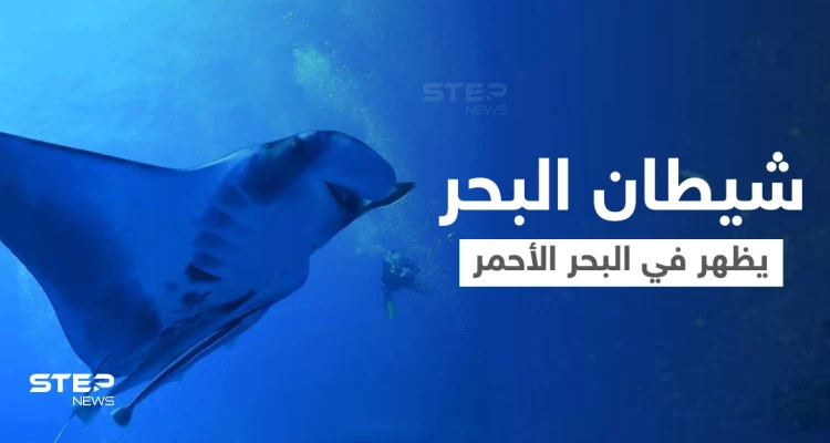 بالفيديو|| غواصو البحر الأحمر يلتقون بـ "شيطان البحر" ويوثقون مشاهد مذهلة في الأعماق