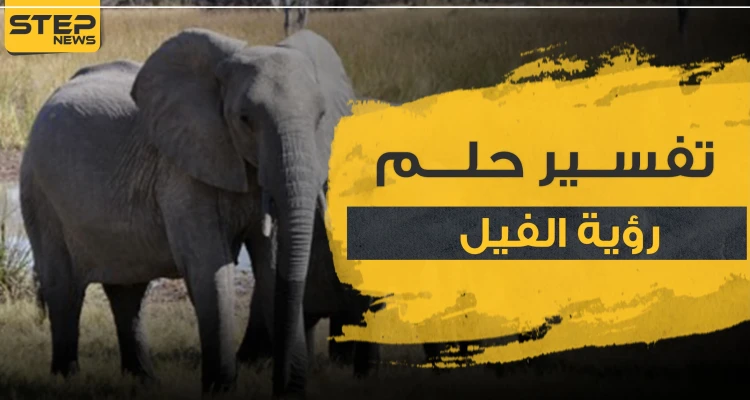 تفسير حلم الفيل بأكثر من 3 رواية وبعدة مواضع