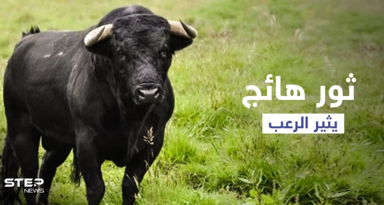 بالفيديو|| مواجهة عنيفة بالأسلحة النارية بين أهالي قرية باكستانية وثور أسود ضخم أثار رعبهم