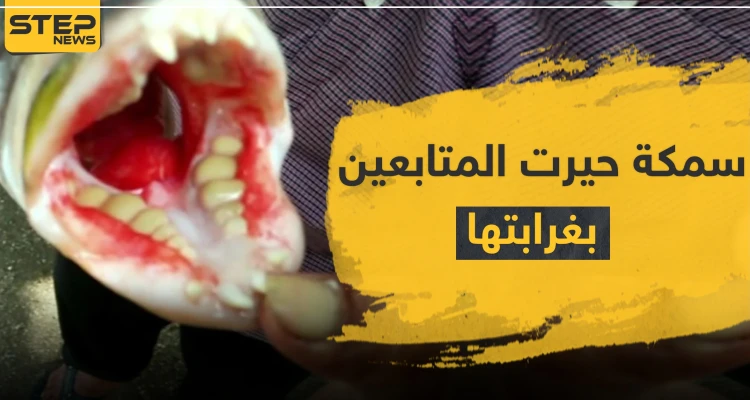 بالصور|| اكتشاف سمكة بأسنان بشرية تحيّر العلماء