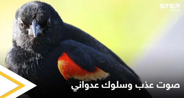 يدافع بشراسة عن أرضه وأنثاه.. عدوانية الشحرور ذو الأجنحة الحمراء رغم صغر حجمه وصوته العذب