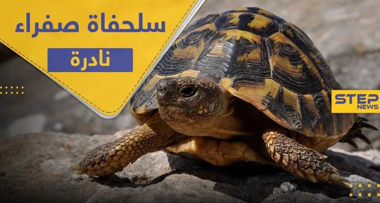 العثور على سلحفاة صفراء "نادرة" في الهند وخبير يكشف سبب لونها (فيديو)