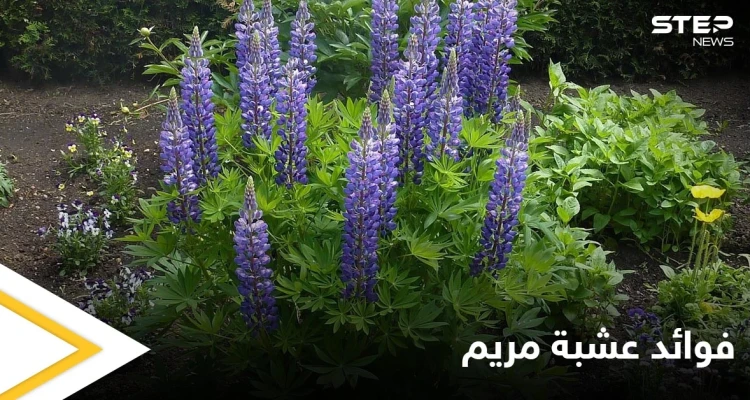 عشبة مريم.. صيدلية تحتوي على أنجح العلاجات وبديلة عن الأدوية الكيميائية