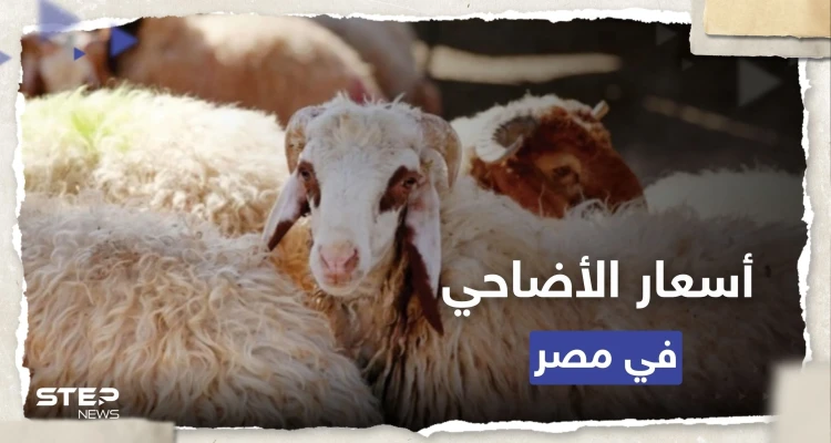 مع اقتراب عيد الأضحى.. أسعار الأضاحي في مصر 2023