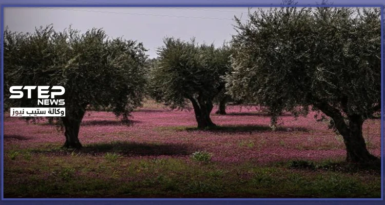 أسابيع قليلة حولّت أكبر ملّاكي الأراضي الزراعية جنوب إدلب لعامل بناء بأجرة زهيدة.. هذه قصة عبدو