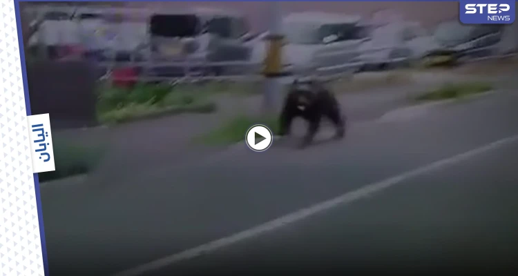 بالفيديو|| دب غاضب يقتحم معسكراً في اليابان ويصيب 4 أشخاص والسلطات تطلق النار عليه