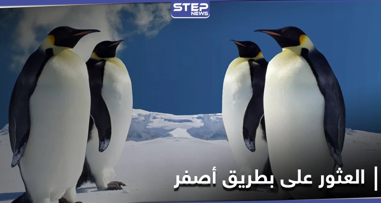 اكتشاف بطريق أصفر فريد من نوعه جنوب المحيط الأطلسي