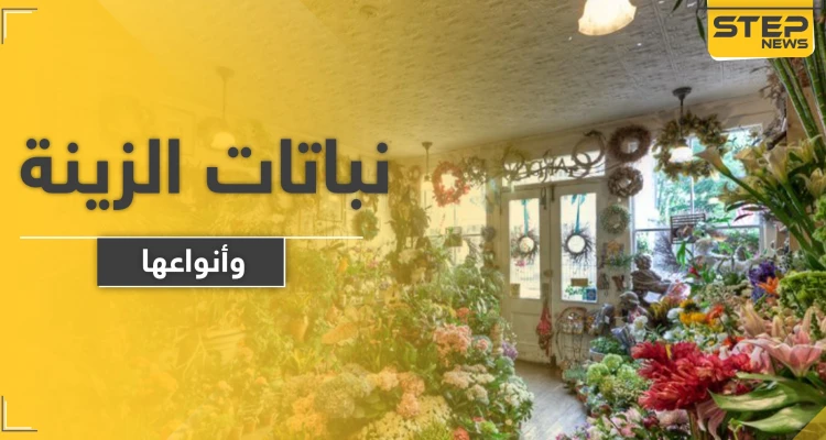 9 أنواع من نباتات الزينة سيسعدك وجودها في منزلك وحديقتك - أخبار - وكالة ستيب نيوز
