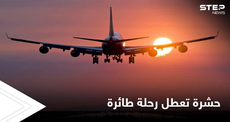 حشرة تظهر كل 17 عام تعطل رحلة طائرة أمريكية ومصادر تكشف التفاصيل