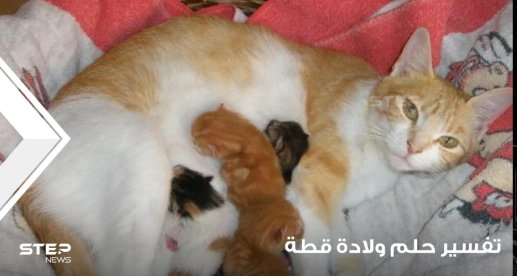 تفسير حلم ولادة القطة بجميع الدلالات والتفاسير المختلفة: أخبار