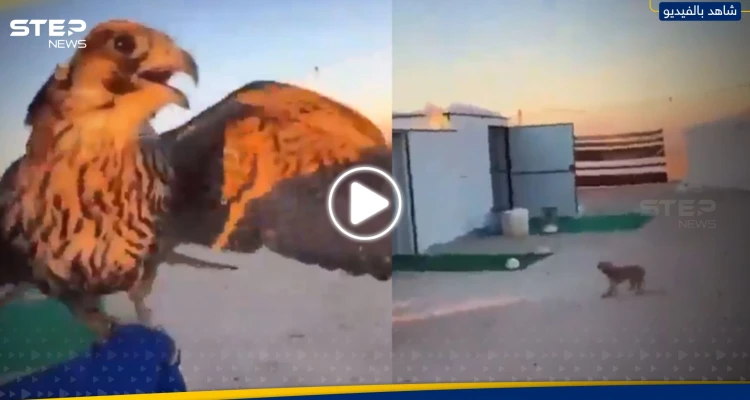 صقر يهاجم عاملة منزلية في مخيم صحراوي.. شاهد ردة فعلها