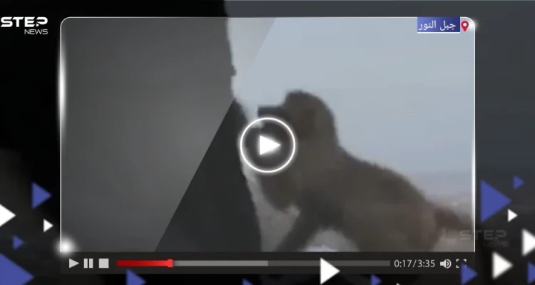 بالفيديو|| قرد يحاول سرقة ملابس إحرام سيدة على جبل النور بمكة المكرمة يثير تفاعلاً على التواصل الاجتماعي بالفيديو|| قرد يحاول سرقة ملابس إحرام سيدة على جبل النور بمكة المكرمة يثير تفاعلاً على التواصل الاجتماعي: أخبار