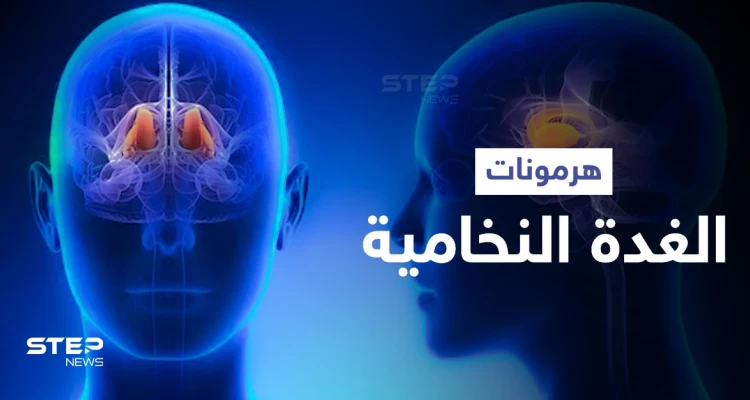 تعرّف على أهمية الغدة النخامية وهرموناتها الضرورية للحياة الزوجية والإنجاب