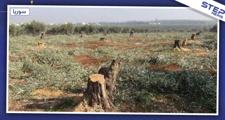 خاص|| قادة المعارضة الموالية لتركيا يقضون على الثروة الحراجية شمالي حلب بهدف التجارة بالحطب!