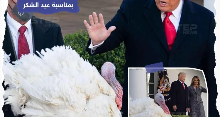 ترامب يعفو عن الديك الرومي "كورن" عملاً بالتقليد السنوي في البيت الأبيض قبل عيد الشكر والذي يستهلك خلاله الأمريكيون على مائدة العشاء مع عائلاتهم 45 مليون ديك رومي سنوياً.