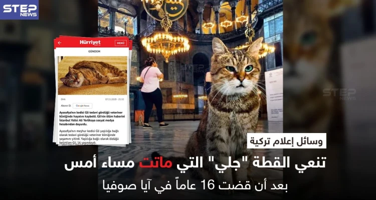 القطة "جلي" تودع آيا صوفيا بعد 16 عاماً فيه بالتزامن مع الانتخابات الأمريكية وانشغال الإعلام فيها