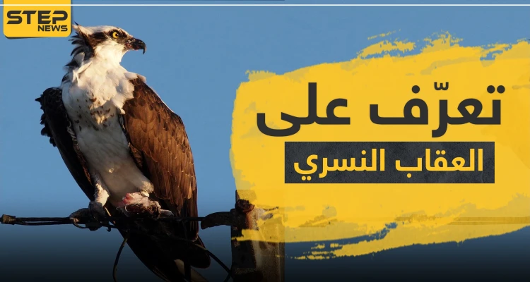 بالصور|| تعرّف إلى العقاب النسري الذي اصطاد سمكة قرش كبيرة.. سرعته تزيد عن 70 كلم بالساعة