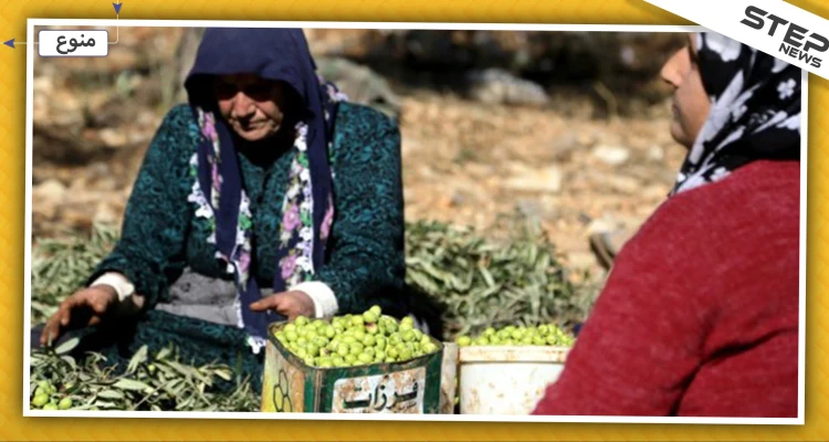 على الرغم من انتاجه بمناطق سيطرة المعارضة.. أولى شحنات زيت الزيتون السوري تصل روسيا!