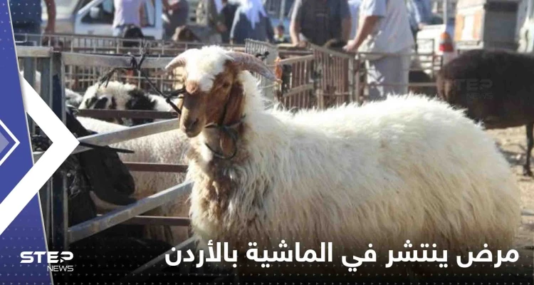 مرض خطير ينتشر في أسواق الماشية بالأردن.. والسلطات تستنفر