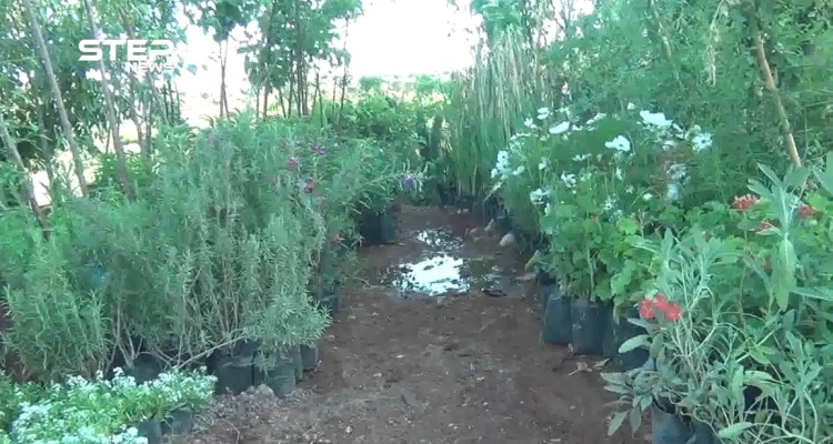 صعوبات تواجه أصحاب مهنة "المشاتل" بعد نزوح أهالي ريفي حماة وإدلب