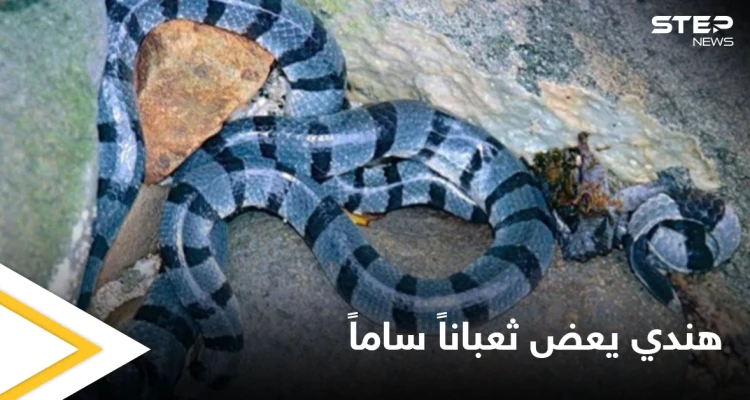 هندي يعض ثعبان سام ويقبض عليه بأسنانه حتى الموت انتقاماً منه وتعليقه على الحادثة