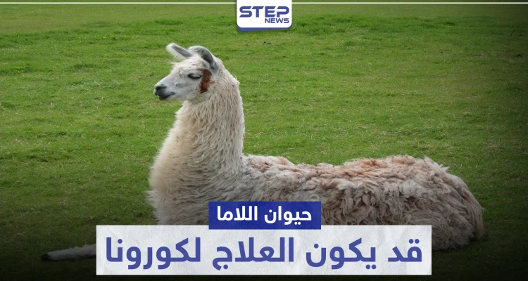 قد يكون العلاج.. حيوان "اللاما" ينتج أجسام مضادة لفيروس كورونا