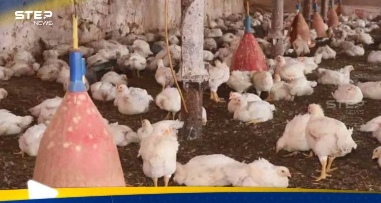 طاعون الدجاج