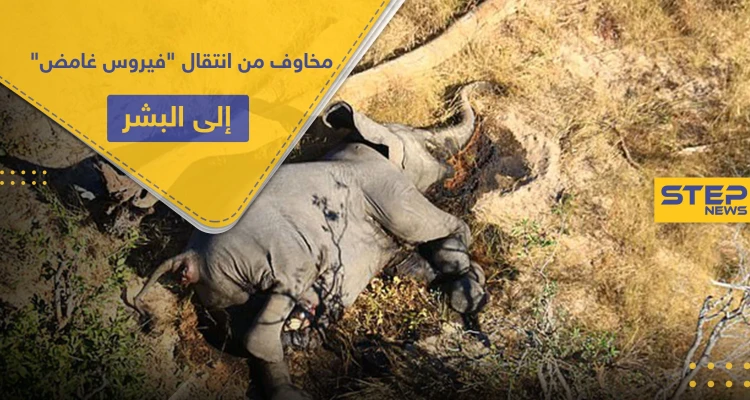 شكوك حول "فيروس غامض" أودى بحياة الفيلة بإفريقيا.. ومخاوف من انتقاله إلى البشر