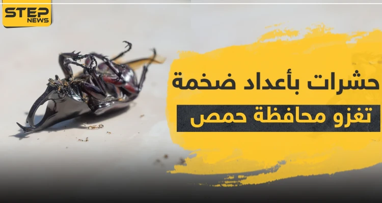 حشرات بأعداد ضخمة تغزو محافظة حمص وسط سوريا.. والتفاصيل!