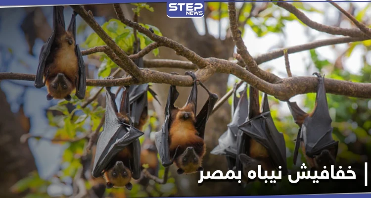 خفافيش نيباه في مصر والسلطات تحسم الجدل حول انتشار الفيروس الجديد