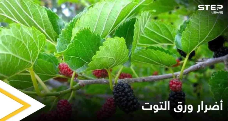 نصائح لمرضى السكري.. هذه الطريقة الأفضل لاستخدام ورق التوت