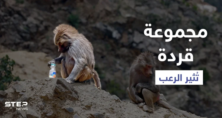بالفيديو|| مجموعة قردة تثير الرعب في السعودية خلال عبثها وبحثها عن الطعام في مناطق مأهولة بالسكان