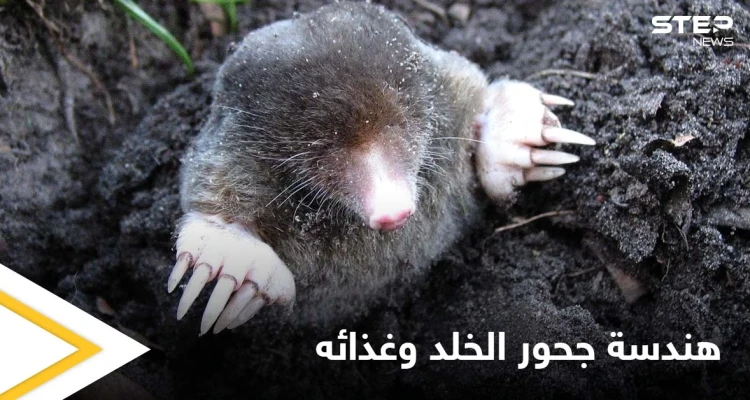 يتبع هندسة منظمة لجحوره ويقسمها إلى غرف عدة.. حياة الخلد السرية تحت الأرض وحقيقة نظامه الغذائي الذي لا يحتوي النباتات