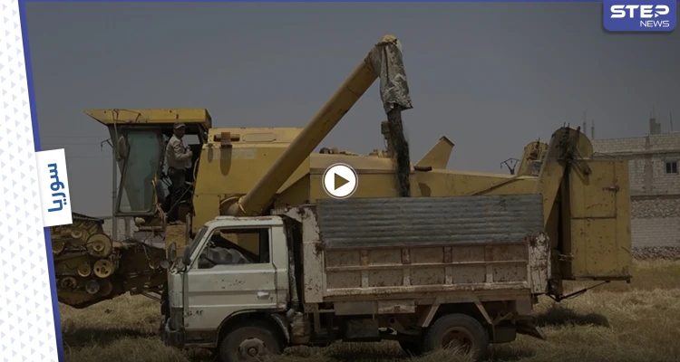 عدسة ستيب ترصد بدء موسم الحصاد في شمال محافظة إدلب