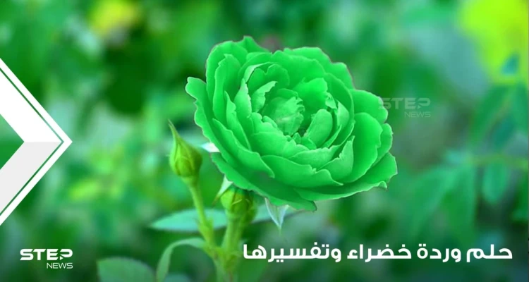 ماذا يعني أن ترى زهرة خضراء في إناء في المنام؟ وماهي دلالة هذه الرؤية