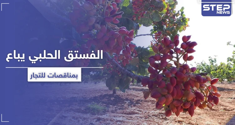 الفستق الحلبي بريفي حماة وإدلب يباع بمناقصات للتجار.. وأصحابه يأكلهم الفقر بالمخيمات
