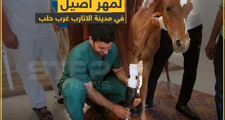 تركيب طرف صناعي لمهر أصيل في مدينة الأتارب غرب حلب