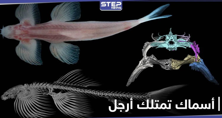 بالصور|| اكتشاف علمي حديث.. هذه الأنواع من الأسماك تمتلك أرجل وتمشي على الأرض