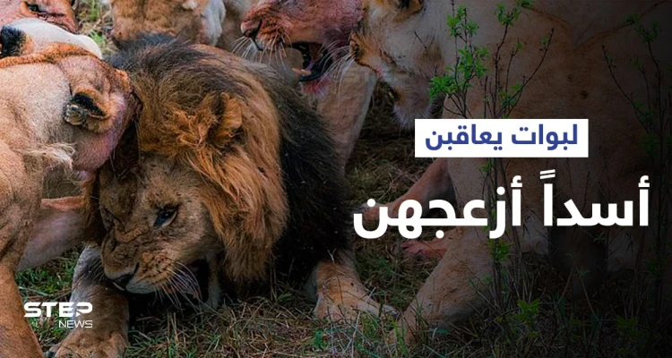 شاهد|| لبوات غاضبات يهاجمن أسداً بطريقة شرسة ويفقدْنَه "خصيته" بحادثة نادرة للغاية