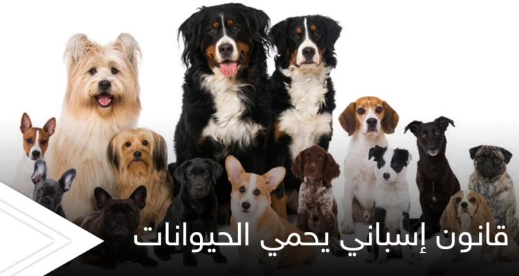 قانون إسباني لـ حماية الحيوانات وضمان الحضانة لها يضع شروطاً قاسية في حال طلاق أصحابها "ملزمان برعايتها"