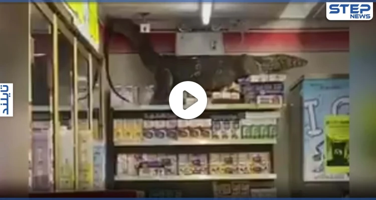 بالفيديو|| سحلية مرعبة بطول مترين تقتحم بقالة في تايلند وتتسلق الرفوف وتستقر في الأعلى
