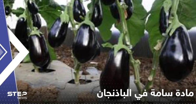 مادة سامة في الباذنجان تخلصوا منها فورا.. خبراء يحذرون منها ويكشفون خطورتها