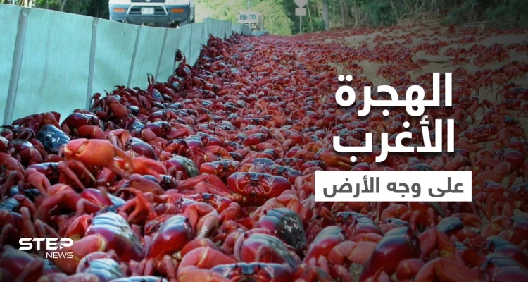 شاهد|| بأغرب هجرة غامضة على وجه الأرض.. ملايين "مصاصي الدماء" يجتاحون شوارع أستراليا ويحتلون أرصفتها ويرعبون سياحها (فيديو)