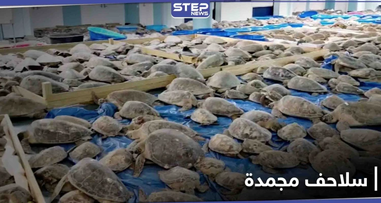 تكساس.. متطوعون ينقذون آلاف السلاحف البحرية من خطر التجمد أنثاء العاصفة