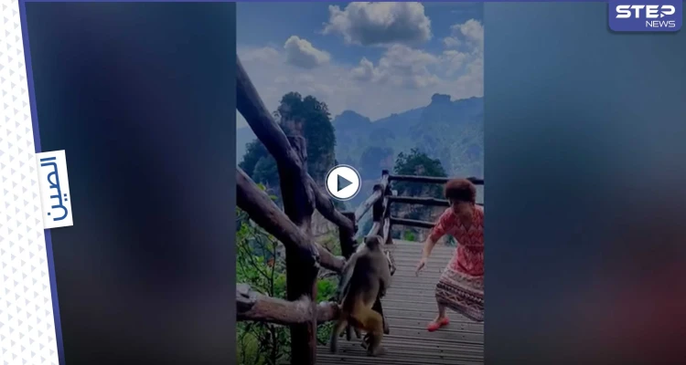 بالفيديو|| قرد سريع يسرق حقيبة امرأة صينية عندما كانت ترقص وتغني بحديقة حيوانات وطنية