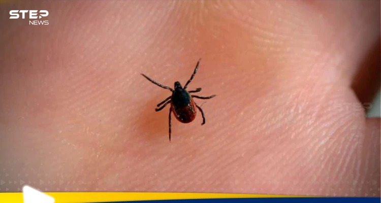 إسطنبول في مرمى "هجوم صامت".. حشرة خطيرة تهدد الصحة العامة