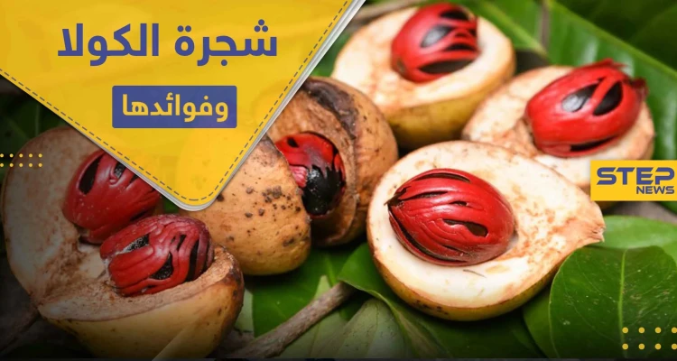 شجرة الكولا المعمرة .. وفوائدها الصحية والعلاجية